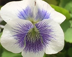 Viola odorata 'Hungarian Beauty' (violet)