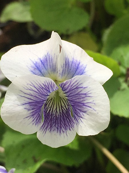 violet violet