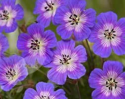 geranium