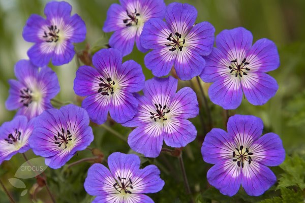 geranium geranium