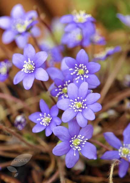 hepatica hepatica
