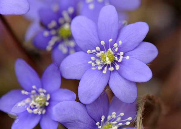 hepatica hepatica