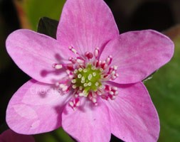 Hepatica 'Forest Pink' (Forest Series) (hepatica)