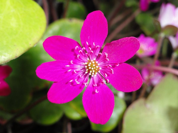 hepatica hepatica