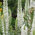 Veronica longifolia Charlotte (PBR)