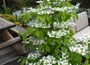 viburnum