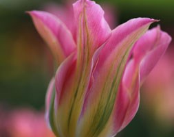 Tulipa 'Florosa'