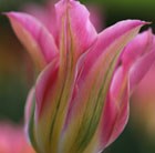 Tulipa Florosa