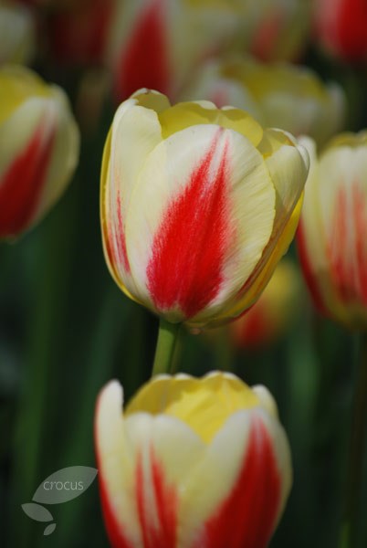 triumph tulip bulbs triumph tulip bulbs