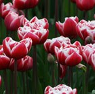Tulipa Drumline