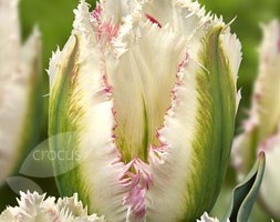 Tulipa 'Snow Valley' (fringed tulip bulbs)