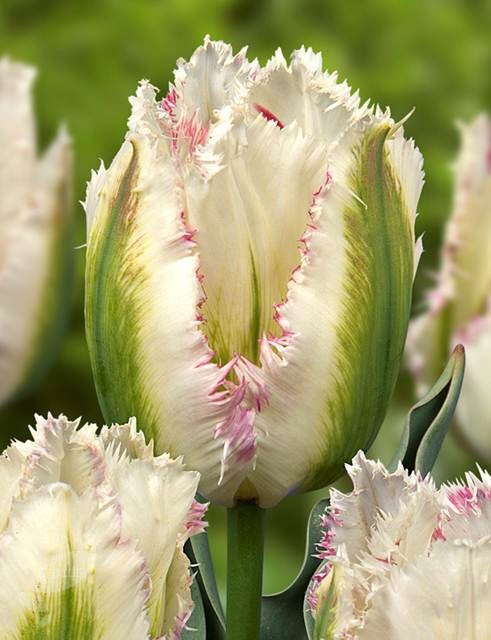 fringed tulip bulbs fringed tulip bulbs