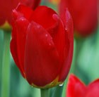 Tulipa Wisley