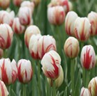 Tulipa Carnival de Rio