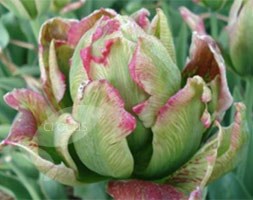double late tulip bulbs