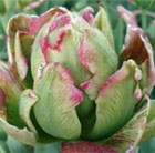 double late tulip bulbs