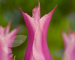 Tulipa 'Yonina' (lily flowered tulip bulbs)