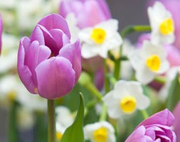 triumph tulip bulbs