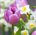 triumph tulip bulbs