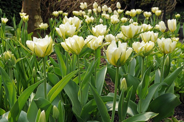 Tulip 'Exotic Emperor'