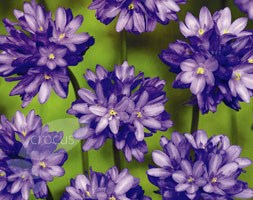 Dichelostemma congestum (congested snake lily)