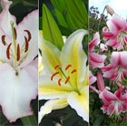 Skyscraper lilies