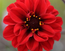 Dahlia 'Bishop of Lancaster' (dahlia tuber)