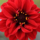 Dahlia Bishop of Lancaster