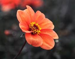 Dahlia 'Bishop of Oxford' (dahlia tuber)