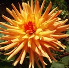 dahlia bulbs