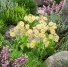 auricula