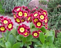 Primula auricula 'Piers Telford' (auricula)