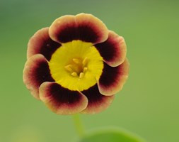 auricula