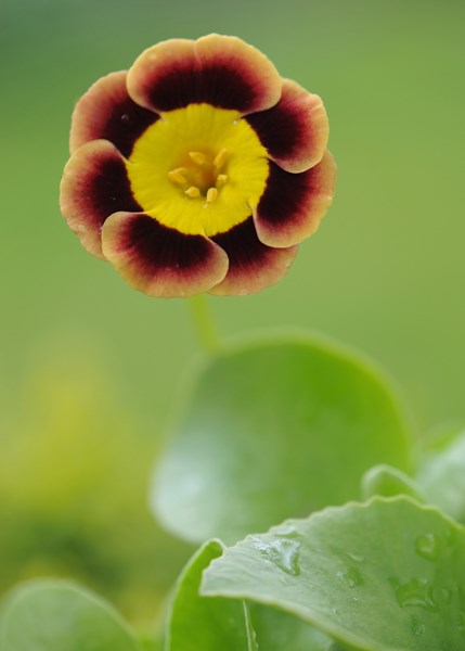 auricula auricula