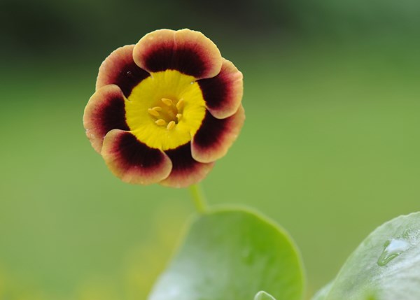 auricula auricula
