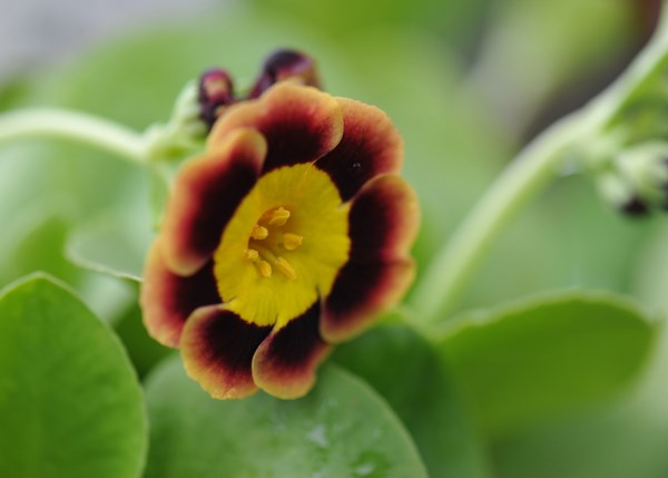 auricula auricula