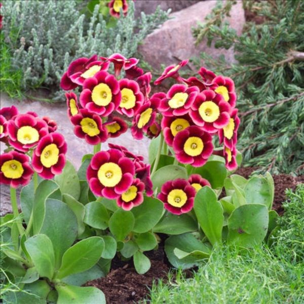 auricula auricula