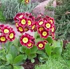 auricula