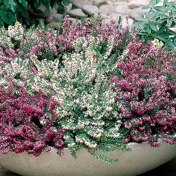 Winter Blooming Heather Viagra