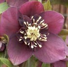lenten rose