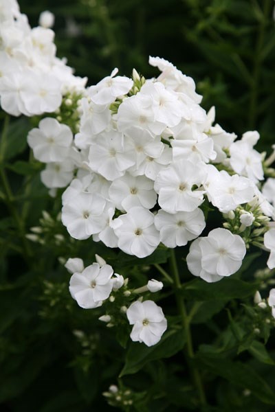 border phlox border phlox