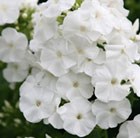 Phlox paniculata Rembrandt