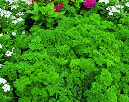 curled parsley