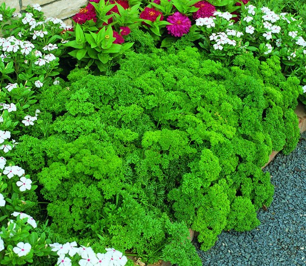 curled parsley curled parsley