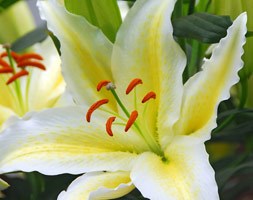 Lilium 'Chill Out' (Skyscraper lily)