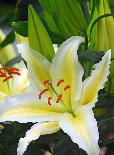 Skyscraper lily Skyscraper lily