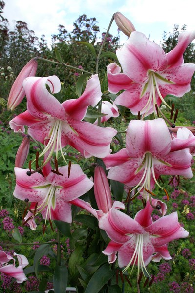 Skyscraper lily Skyscraper lily