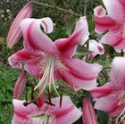 Lilium 'Anaststia'