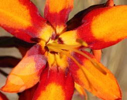 montbretia bulbs