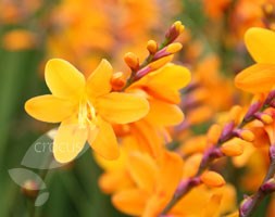 montbretia bulbs